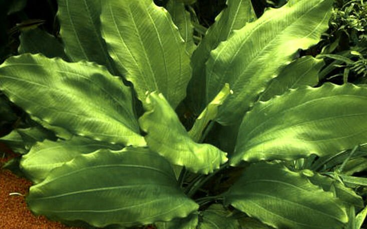 Tropica - Echinodorus Aquartica SAKSI