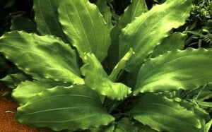 Tropica - Echinodorus 'Aquartica' SAKSI