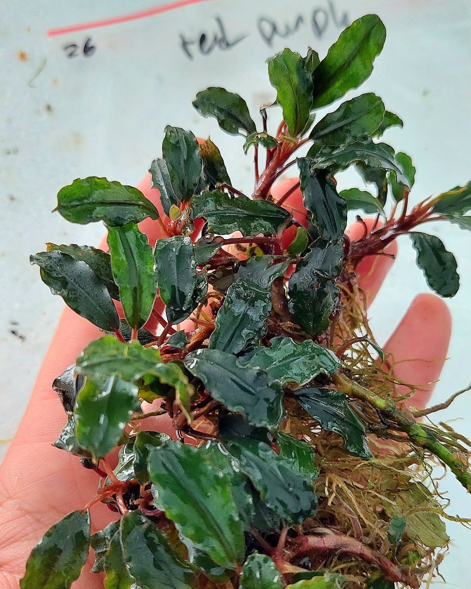 Bucephalandra purple Red 10X10CM