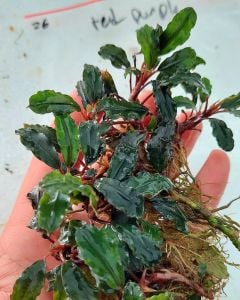 Bucephalandra purple Red 10X10CM