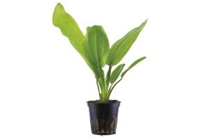 Tropica - Echinodorus cordifolius Fluitans SAKSI