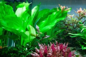 Tropica - Echinodorus cordifolius 'Fluitans' SAKSI