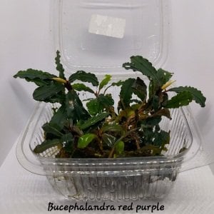 Bucephalandra purple Red 10X10CM