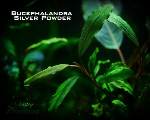 Bucephalandra silver powder 10X10CM ÖN SİPARİŞ