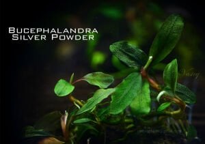 Bucephalandra silver powder 10X10CM ÖN SİPARİŞ