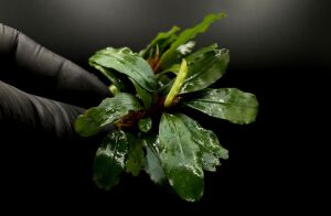 Bucephalandra silver powder 10X10CM ÖN SİPARİŞ