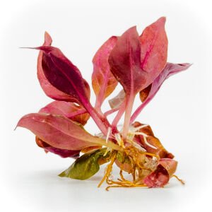 Alternanthera rosanervig EXVITRO