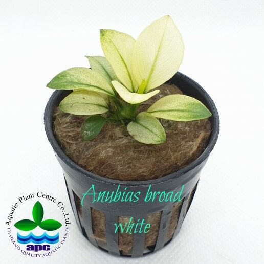 Anubias barteri BROAD WHITE ADET