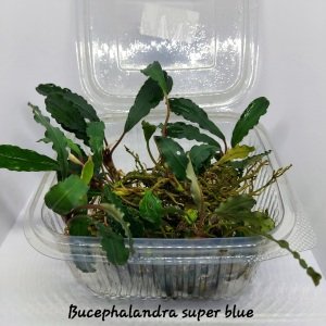 Bucephalandra super blue 10X10 CM PORSİYON