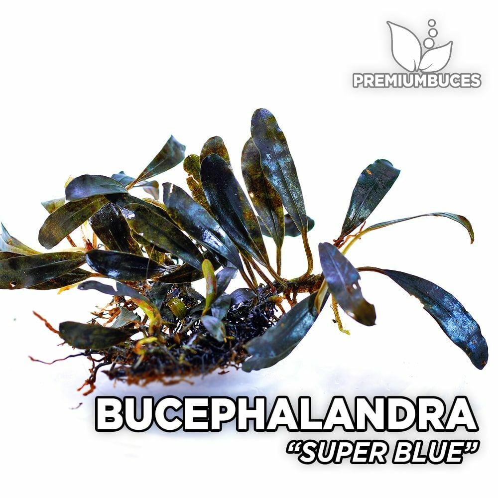 Bucephalandra super blue 10X10CM