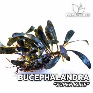Bucephalandra super blue 10X10CM