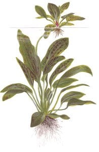 Tropica - Echinodorus 'Ozelot Green' SAKSI