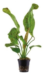 Tropica - Echinodorus Ozelot Green SAKSI