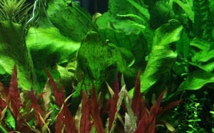 Tropica - Echinodorus 'Ozelot Green' SAKSI