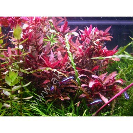 Alternanthera sessilis SAKSI