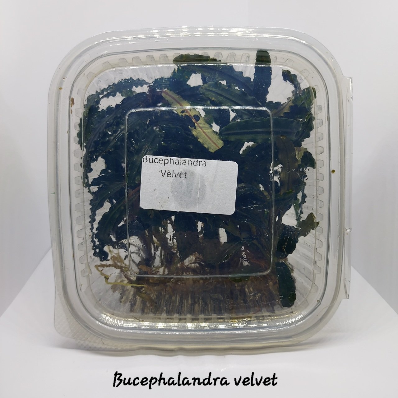 Bucephalandra velvet 10x10cm PORSIYON