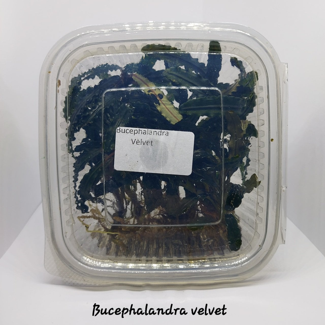 Bucephalandra velvet 10X10CM