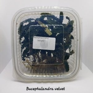Bucephalandra velvet 10x10cm PORSIYON