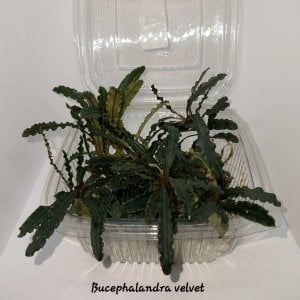 Bucephalandra velvet 10x10cm PORSIYON