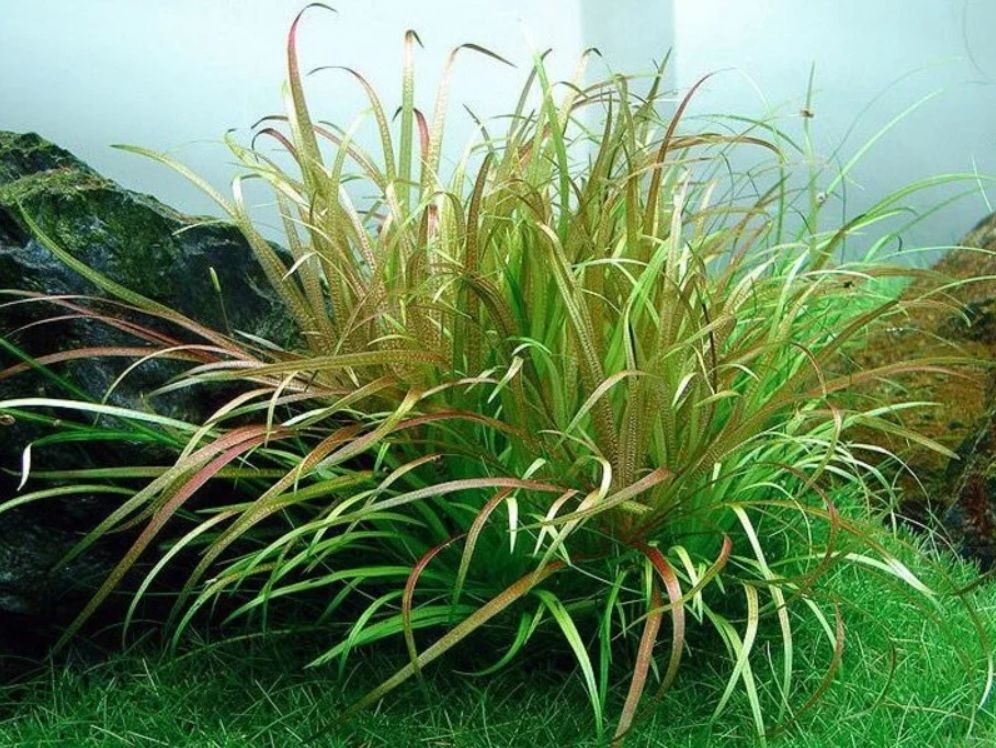 Blyxa japonica İTHAL BUKET ÖN SİPARİŞ