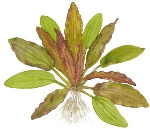 Tropica - Echinodorus 'Red Diamond' SAKSI