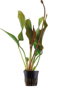 Tropica - Echinodorus 'Red Diamond' SAKSI