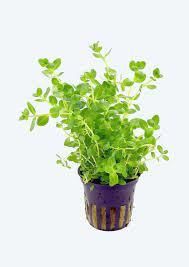 Lindernia rotundifolia BUKET