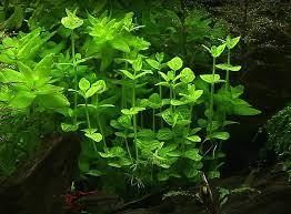 Lindernia rotundifolia BUKET