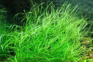 Pogostemon octopus İTHAL BUKET ÖN SİPARİŞ