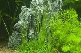 Eriocaulon cinereum ADET