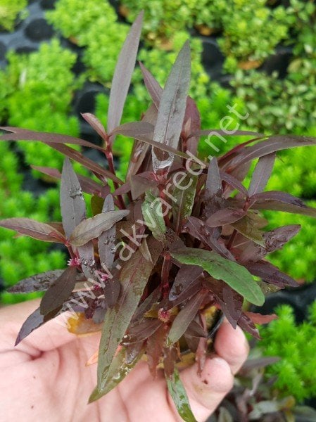 Alternanthera sessilis ADET