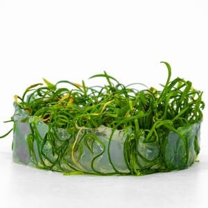 Lilaeopsis brasiliensis IN VITRO CUP