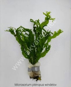 Microsorum pteropus windelov (Windelov Fern) ADET