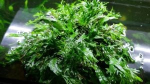 Microsorum pteropus windelov (Windelov Fern) ADET