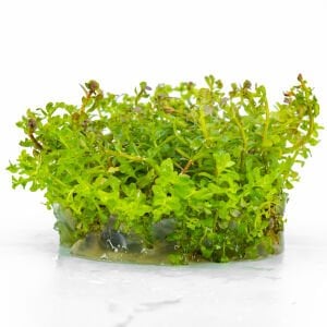 Rotala macrandra IN VITRO