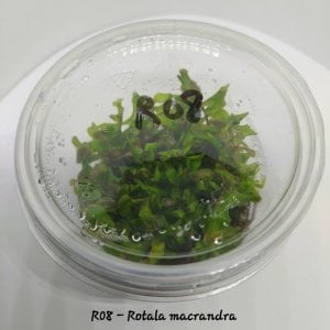Rotala macrandra IN VITRO CUP