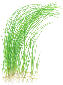 Tropica - Eleocharis montevidensis SAKSI