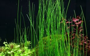 Tropica - Eleocharis montevidensis SAKSI