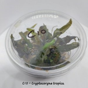 Cryptocoryne tropica IN VITRO CUP