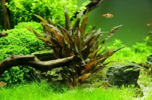 Cryptocoryne tropica IN VITRO CUP