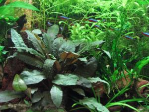 Cryptocoryne tropica IN VITRO CUP