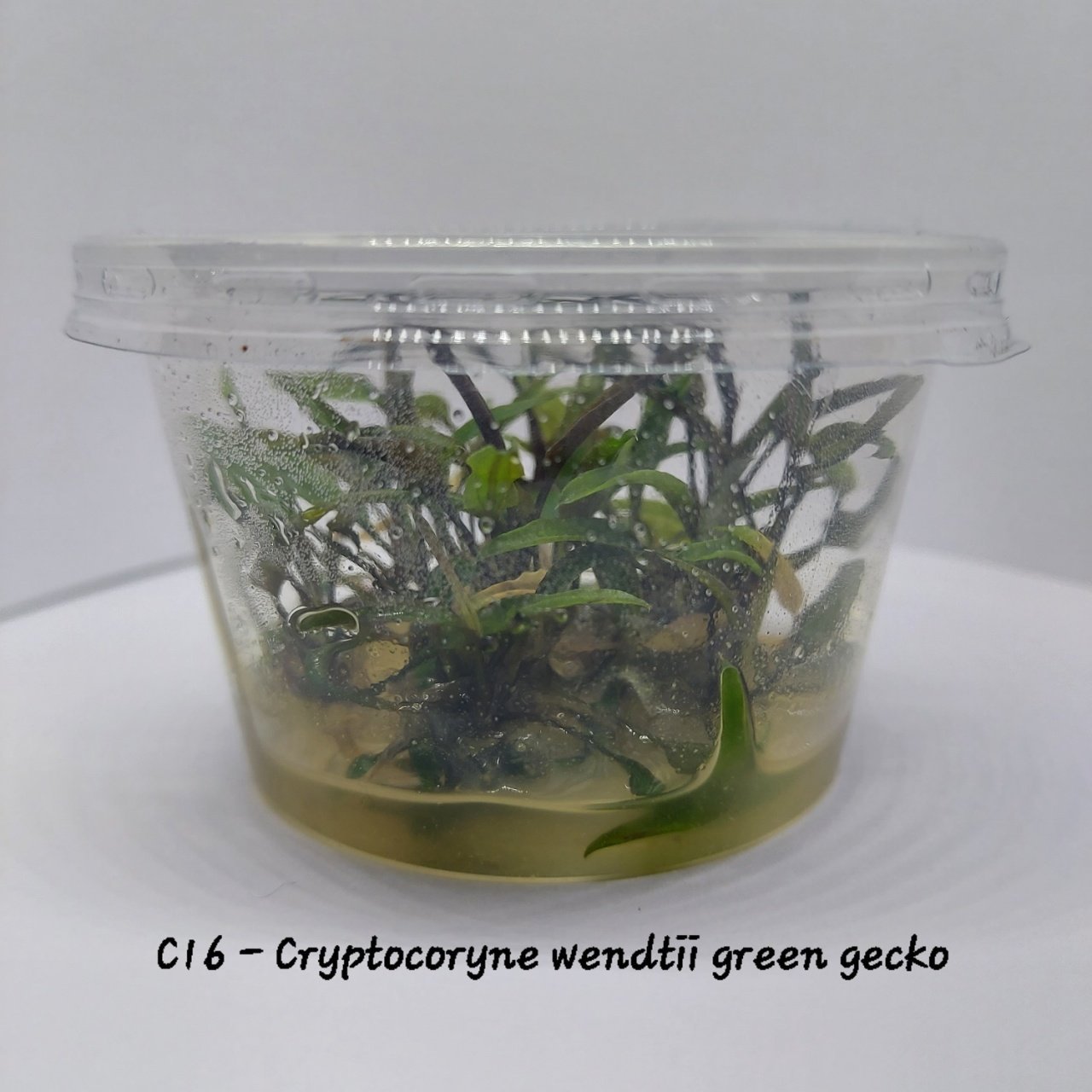 Cryptocoryne wendtii green gecko IN VITRO CUP