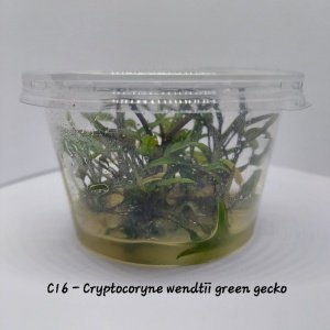 Cryptocoryne wendtii green gecko IN VITRO CUP