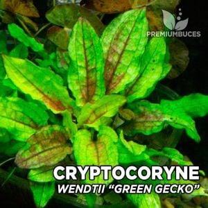 Cryptocoryne wendtii green gecko IN VITRO CUP