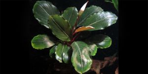 Bucephalandra silver gray ADET İTHAL