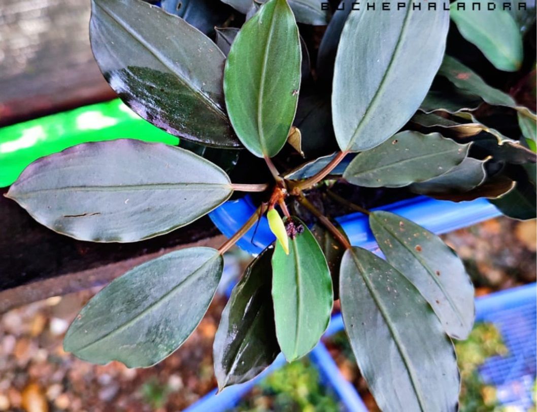 Bucephalandra silver gray ADET İTHAL