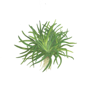 Tropica - Eriocaulon sp. 'Vietnam' SAKSI