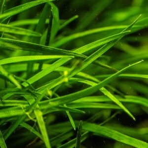 Tropica - Eriocaulon sp. 'Vietnam' SAKSI