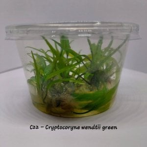 Cryptocoryne wendtii green IN VITRO CUP