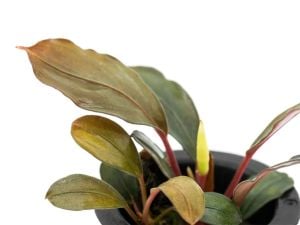 Bucephalandra red under ADET